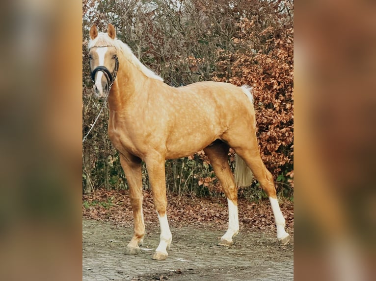 Polski kuc wierzchowy Ogier 3 lat 167 cm Izabelowata in Someren