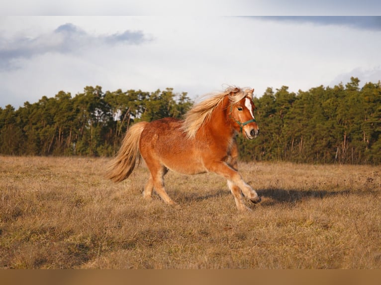 Polski kuc wierzchowy Mix Wałach 10 lat 120 cm Jasnogniada in Schwanstetten