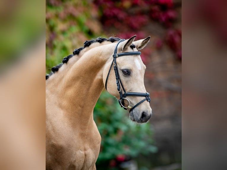 Polski kuc wierzchowy Wałach 10 lat 145 cm Bułana in Bagieniec