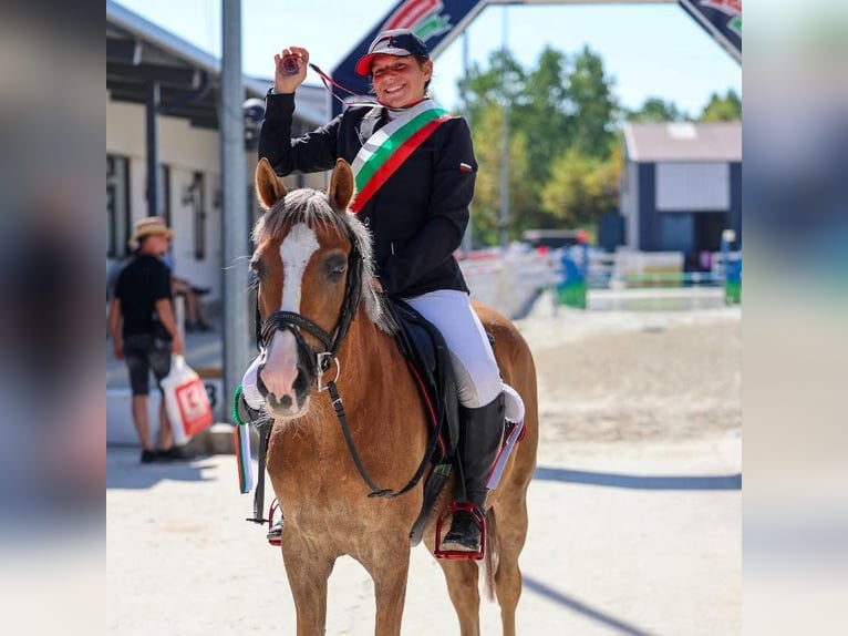 Polski kuc wierzchowy Wałach 11 lat 138 cm Izabelowata in Sofia