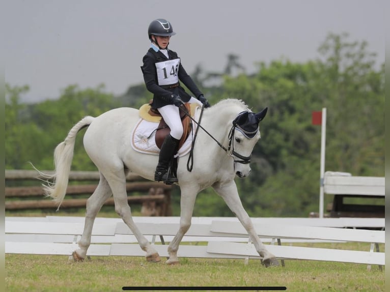 Polski kuc wierzchowy Wałach 14 lat 146 cm Biała in Parma