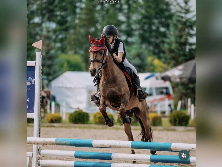 Polski kuc wierzchowy Wałach 16 lat 135 cm Ciemnogniada in Bydgoszcz