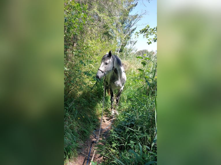 Polski kuc wierzchowy Wałach 16 lat 150 cm Siwa jabłkowita in Königsbrunn