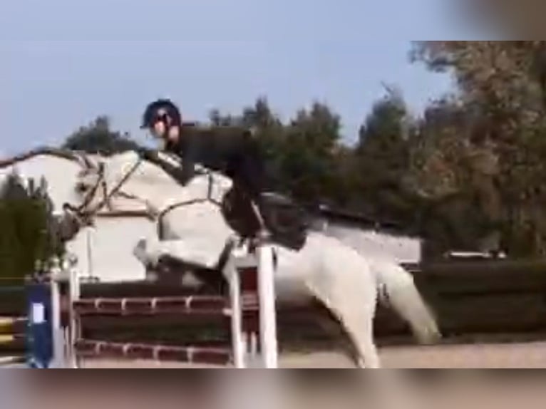 Polski kuc wierzchowy Wałach 17 lat 146 cm Siwa in Saxtorp