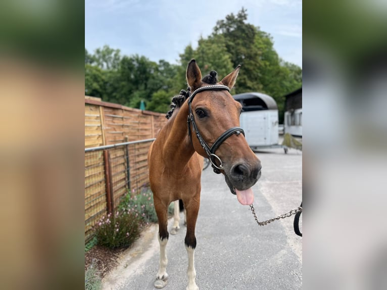 Polski kuc wierzchowy Wałach 19 lat 140 cm Gniada in Hemsbach