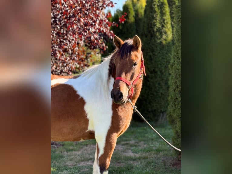 Polski kuc wierzchowy Wałach 3 lat 142 cm Srokata in Achstetten