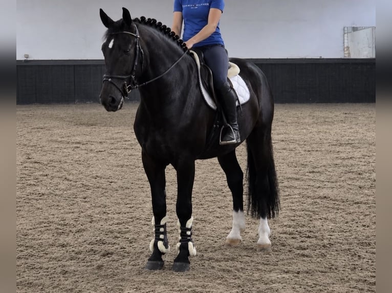 Polski kuc wierzchowy Wałach 3 lat 167 cm Kara in Weert
