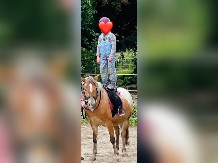 Polski kuc wierzchowy Wałach 4 lat 133 cm Overo wszelkich maści in Aidlingen