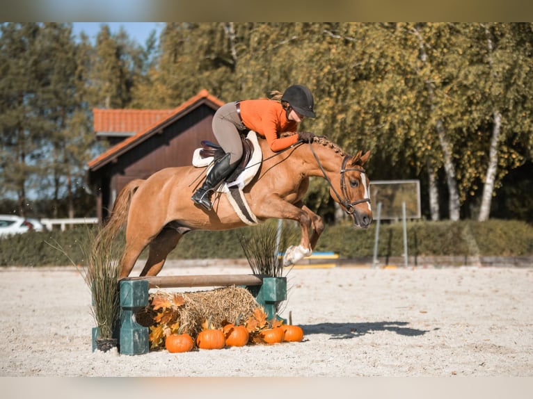 Polski kuc wierzchowy Wałach 4 lat 144 cm Kasztanowata in Kicin
