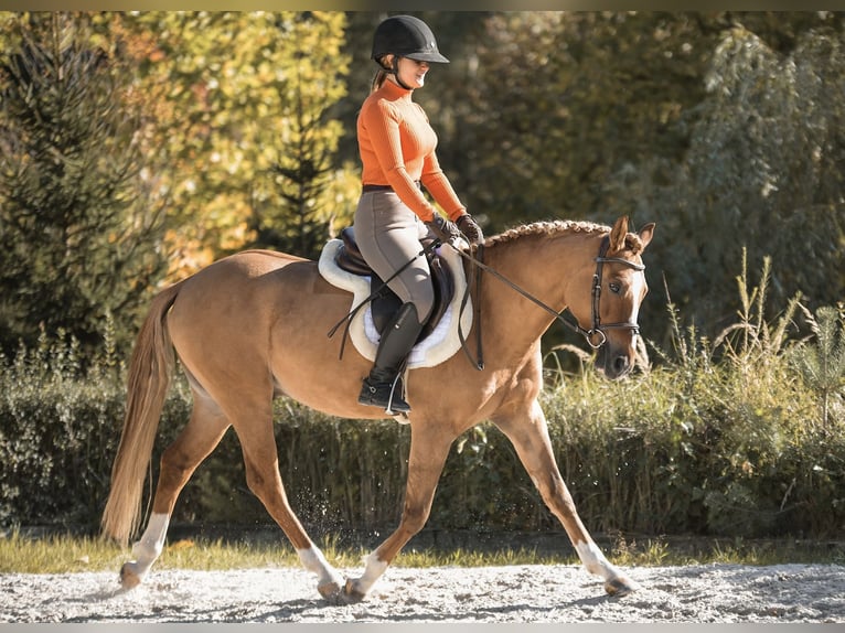 Polski kuc wierzchowy Wałach 4 lat 144 cm Kasztanowata in Kicin