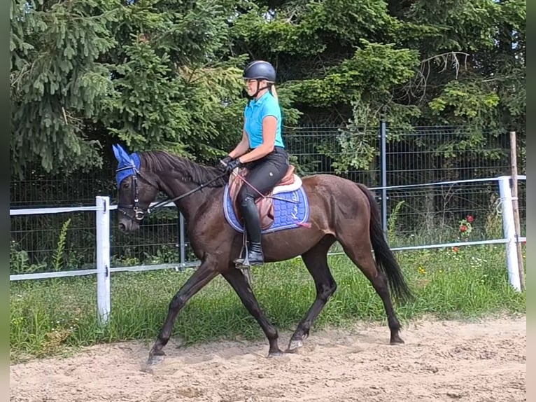 Polski kuc wierzchowy Mix Wałach 4 lat 152 cm Skarogniada in Forst