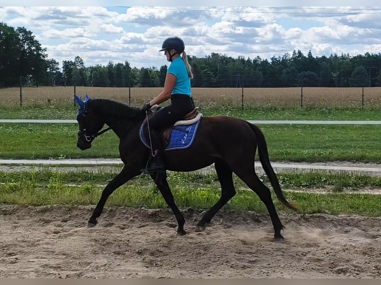 Polski kuc wierzchowy Mix Wałach 4 lat 152 cm Skarogniada in Forst