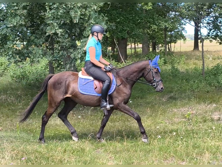 Polski kuc wierzchowy Mix Wałach 4 lat 152 cm Skarogniada in Forst