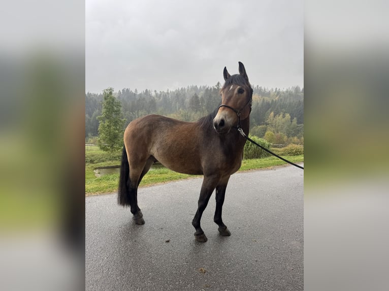 Polski kuc wierzchowy Wałach 4 lat 155 cm Gniada in Neukirchen vorm Wald