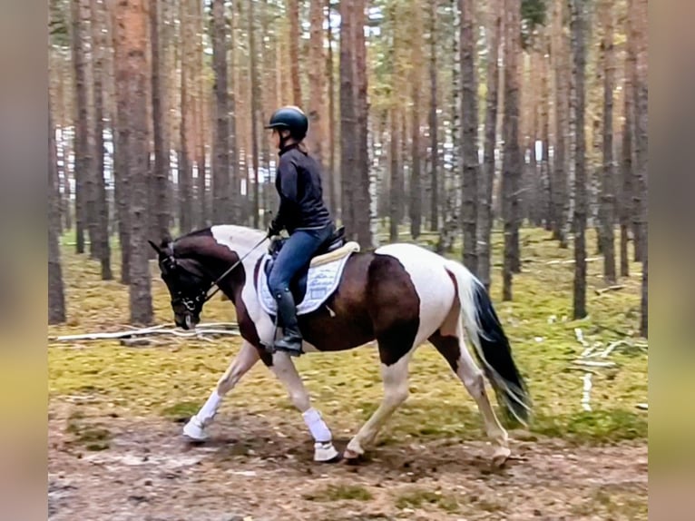 Polski kuc wierzchowy Mix Wałach 5 lat 153 cm Srokata in Forst