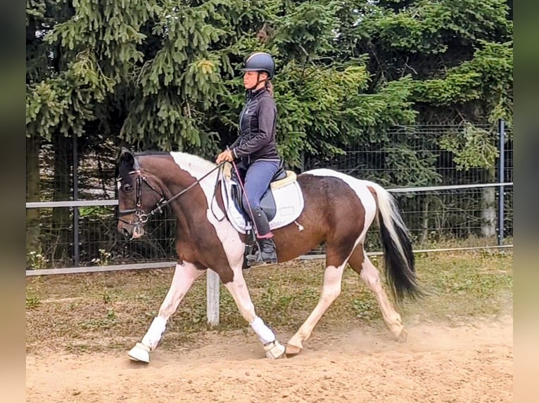 Polski kuc wierzchowy Mix Wałach 5 lat 153 cm Srokata in Forst