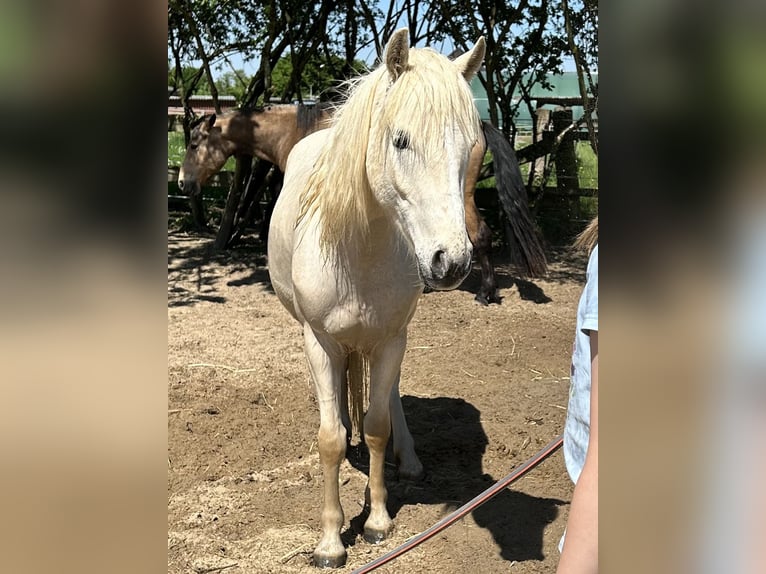 Polski kuc wierzchowy Mix Wałach 6 lat 135 cm Izabelowata in Krefeld