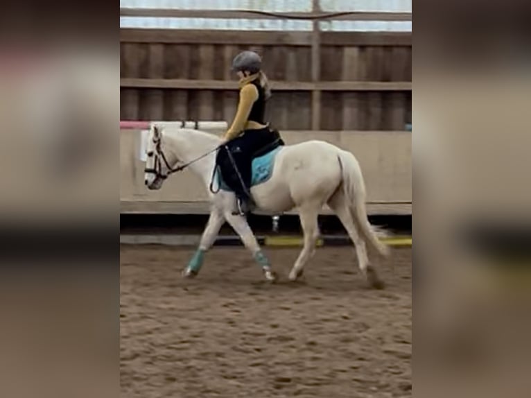 Polski kuc wierzchowy Mix Wałach 6 lat 135 cm Izabelowata in Krefeld