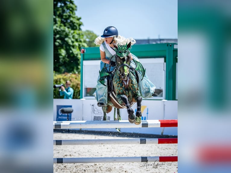 Polski kuc wierzchowy Wałach 7 lat 140 cm Skarogniada in Kie&#x142;pino