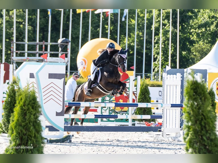 Polski kuc wierzchowy Wałach 7 lat 140 cm Skarogniada in Kie&#x142;pino