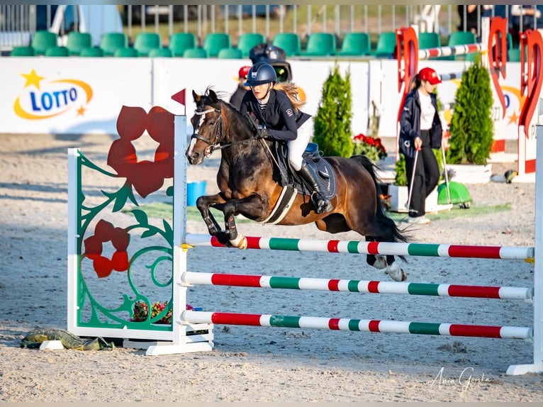 Polski kuc wierzchowy Wałach 7 lat 140 cm Skarogniada in Kie&#x142;pino