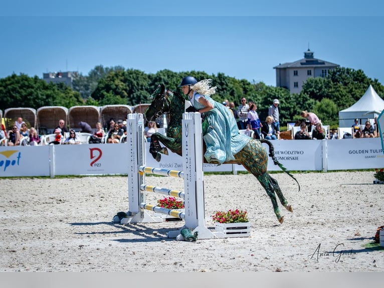 Polski kuc wierzchowy Wałach 7 lat 140 cm Skarogniada in Kie&#x142;pino
