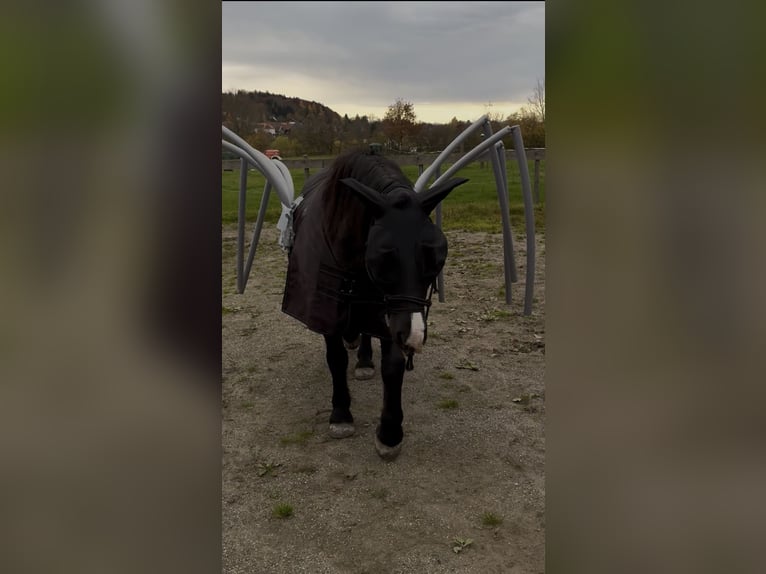 Polski kuc wierzchowy Wałach 7 lat 144 cm Kara in Fuchstal