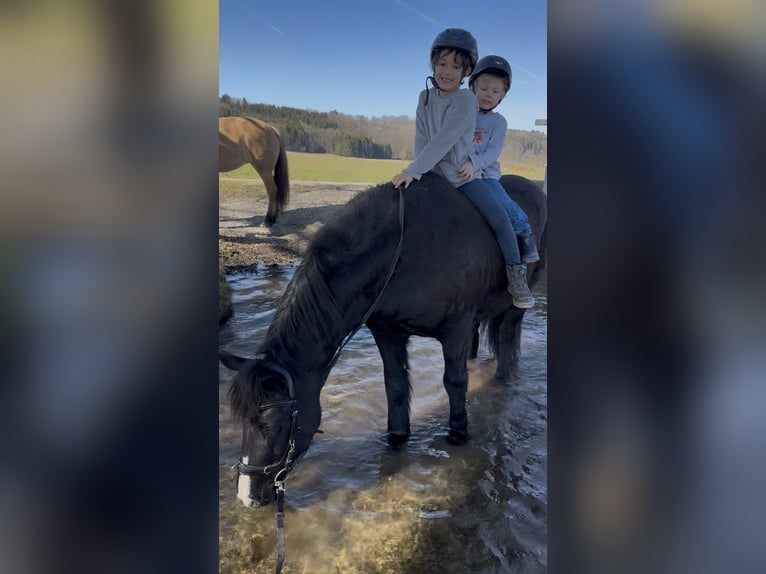 Polski kuc wierzchowy Wałach 7 lat 144 cm Kara in Fuchstal