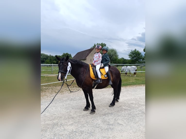 Polski kuc wierzchowy Wałach 7 lat 144 cm Kara in Fuchstal