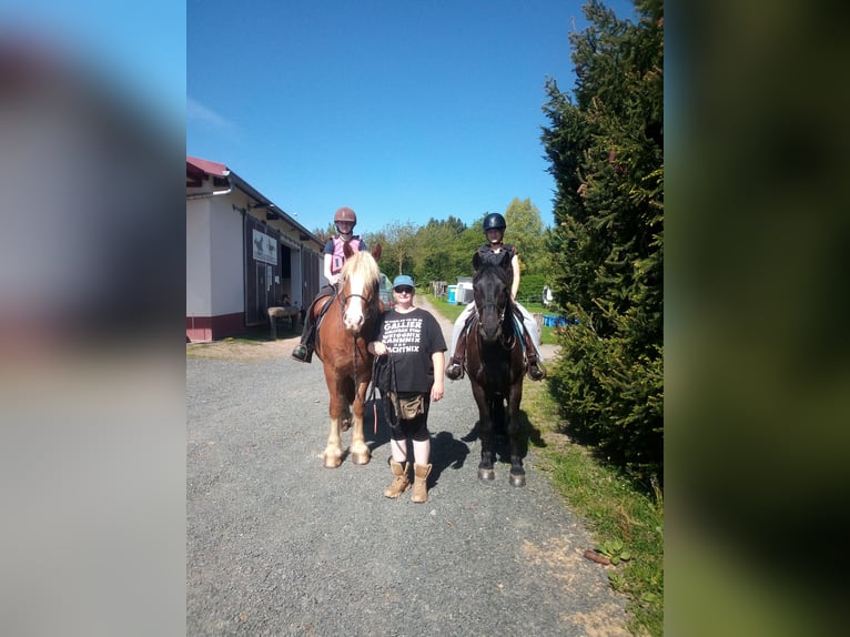 Polski kuc wierzchowy Wałach 7 lat 150 cm Kara in Niederbrombach
