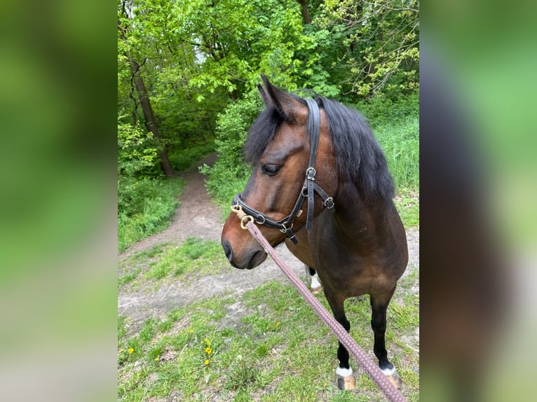 Polski kuc wierzchowy Wałach 7 lat Gniada in Potsdam