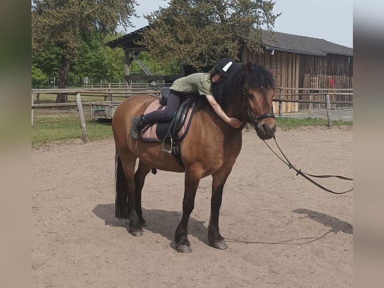 Polski kuc wierzchowy Mix Wałach 8 lat 143 cm Gniada in Panketal