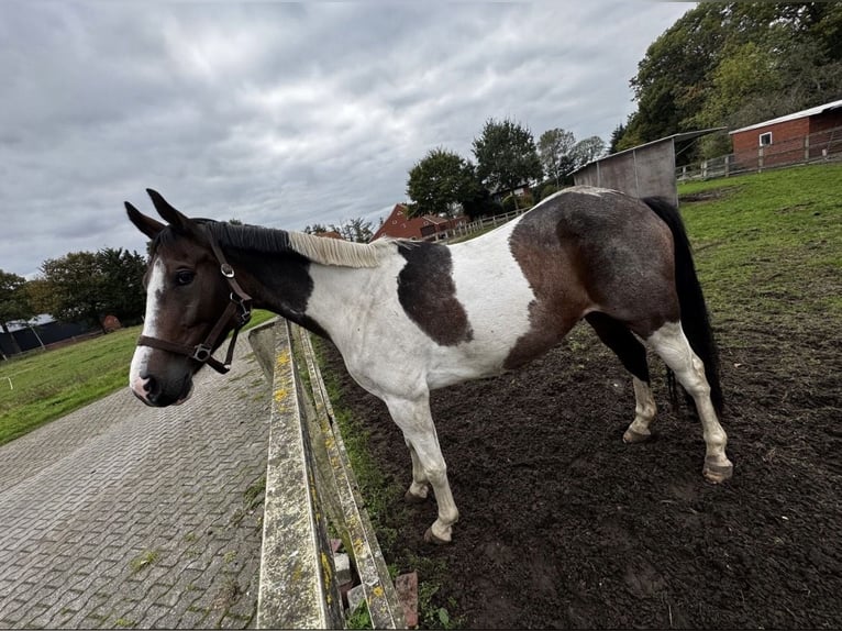 Polski kuc wierzchowy Wałach 8 lat 164 cm Srokata in Dörpen