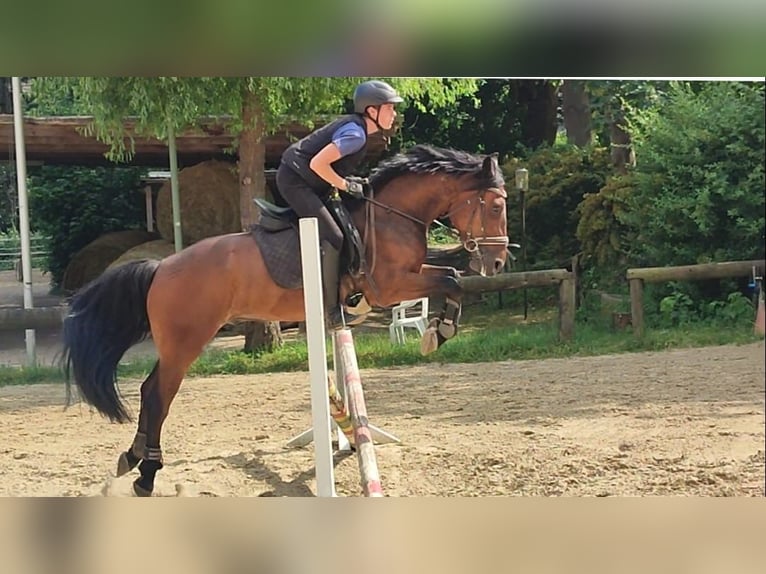 Polski kuc wierzchowy Mix Wałach 9 lat 155 cm Gniada in D&#xFC;sseldorfD&#xFC;sseldorf