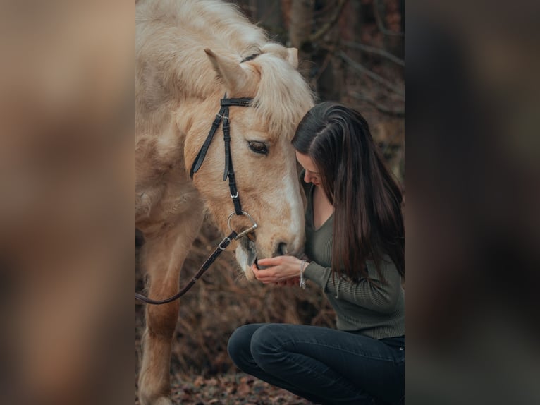 Polski kuc wierzchowy Wałach 13 lat 133 cm in Eichstätt