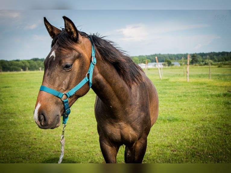 Polskt halvblod Hingst 1 år 165 cm Mörkbrun in Wichów