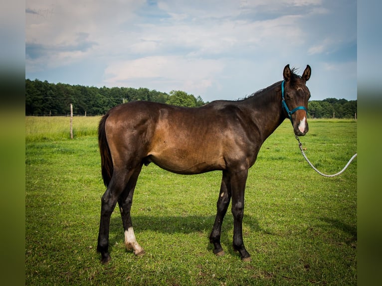 Polskt halvblod Hingst 1 år 165 cm Mörkbrun in Wichów