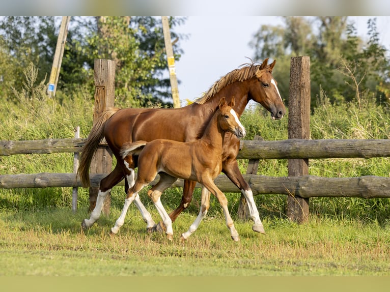 Polskt halvblod Hingst Föl (06/2024) 165 cm fux in GŁOGÓW