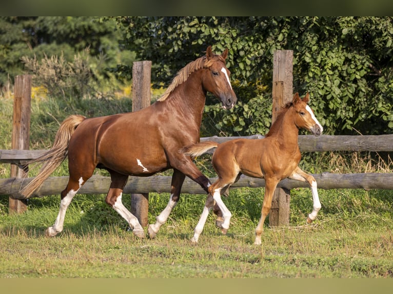 Polskt halvblod Hingst Föl (06/2024) 165 cm fux in GŁOGÓW