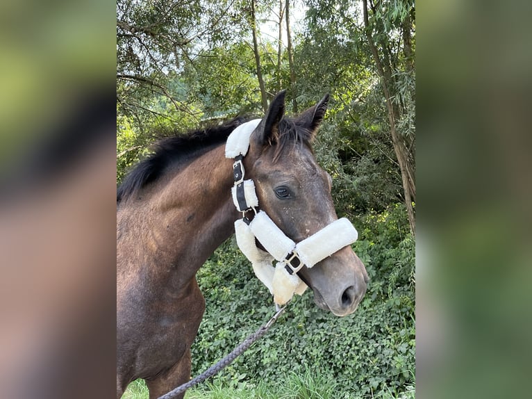 Polskt halvblod Hingst Föl (03/2024) 165 cm Grå in Wawrzeńczyce