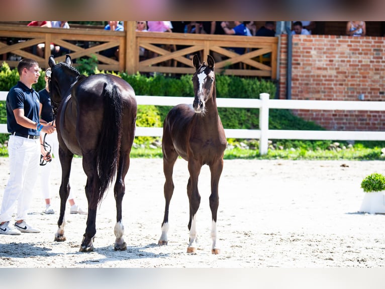 Polskt halvblod Hingst Föl (03/2024) 168 cm Svart in Barwałd średni