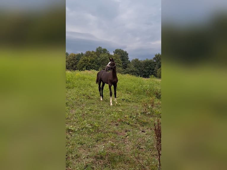 Polskt halvblod Hingst Föl (03/2024) 168 cm Svart in Barwałd średni