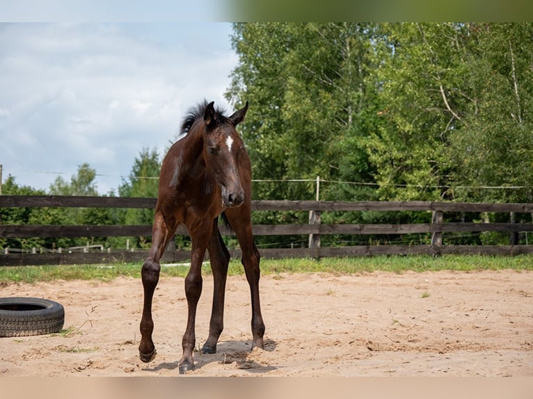 Polskt halvblod Hingst Föl (05/2024) 170 cm Grå in Zagnańsk