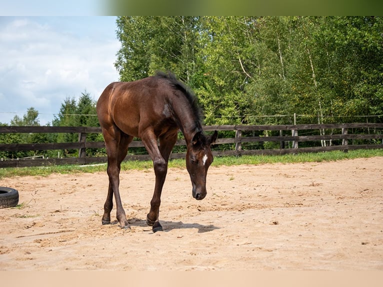 Polskt halvblod Hingst Föl (05/2024) 170 cm Grå in Zagnańsk