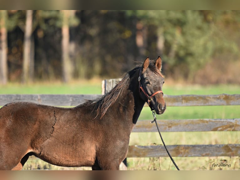 Polskt halvblod Hingst Föl (02/2024) Mörkbrun in Główne