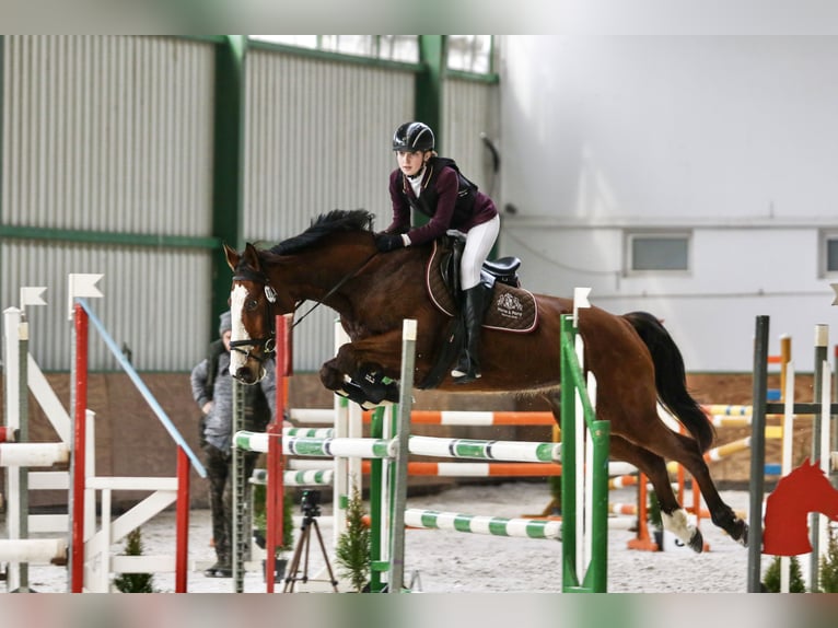 Polskt halvblod Sto 11 år 162 cm Ljusbrun in Kalisz