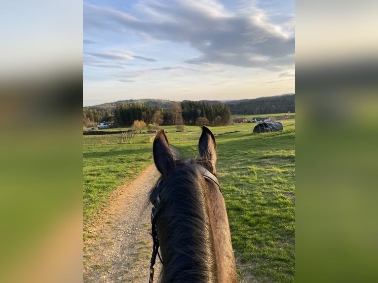 Polskt halvblod Sto 12 år 162 cm in Passail