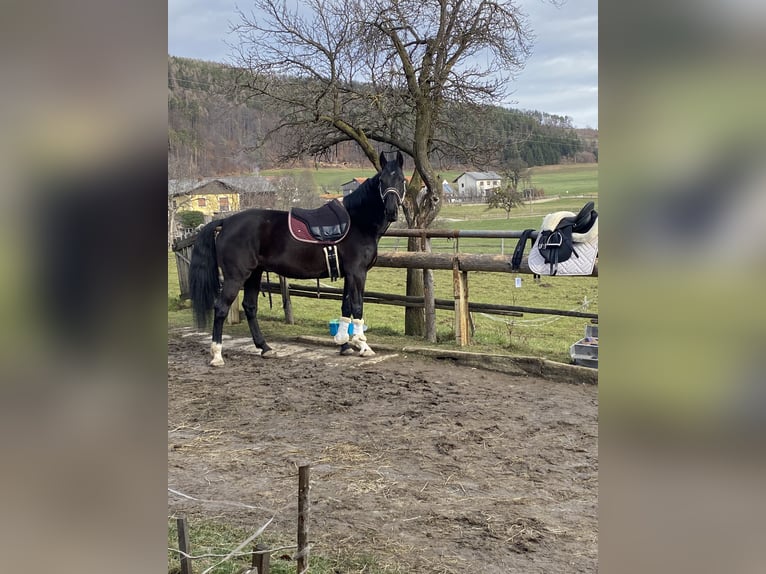 Polskt halvblod Sto 12 år 162 cm in Passail