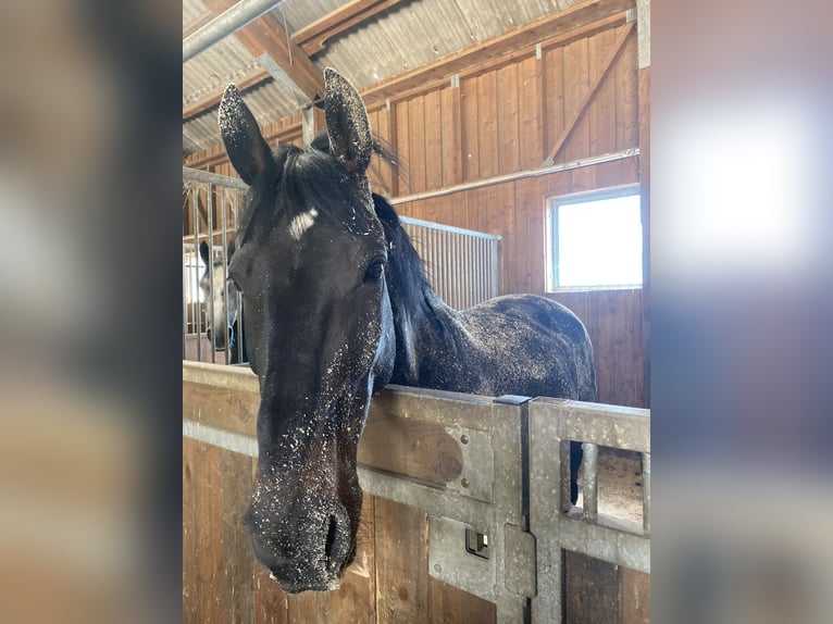 Polskt halvblod Sto 12 år 162 cm in Passail