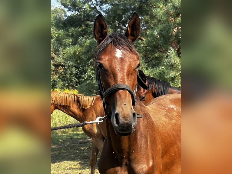 Polskt halvblod Sto 1 år 158 cm Brun in Zlotoryja